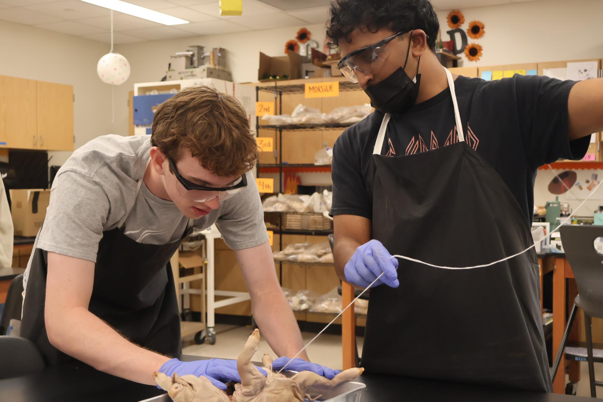 Forensics Students Perform Fetal Pig Autopsies