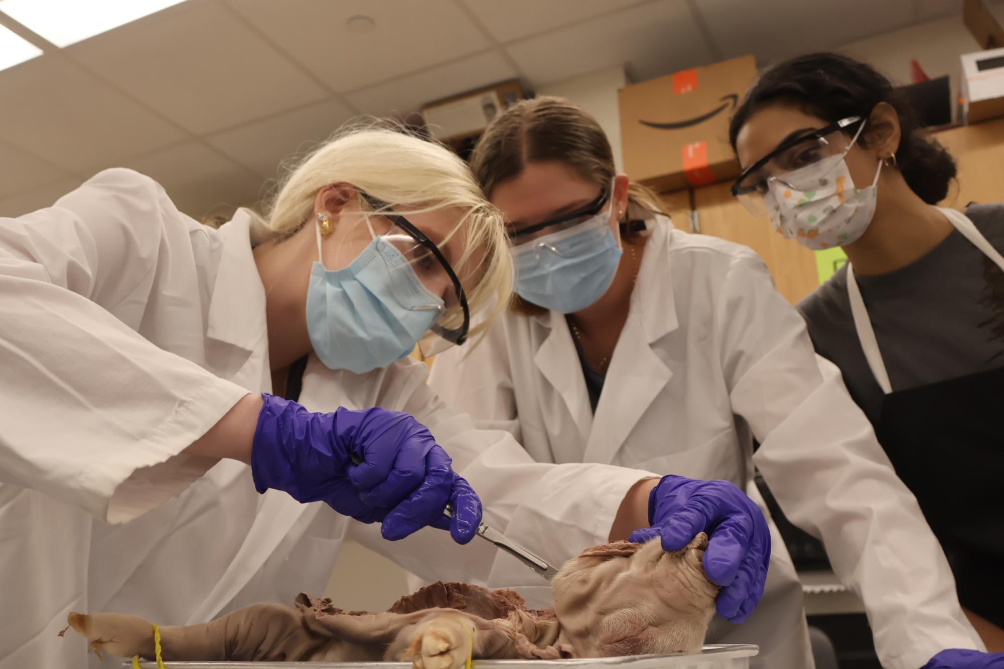 Forensics Students Perform Fetal Pig Autopsies