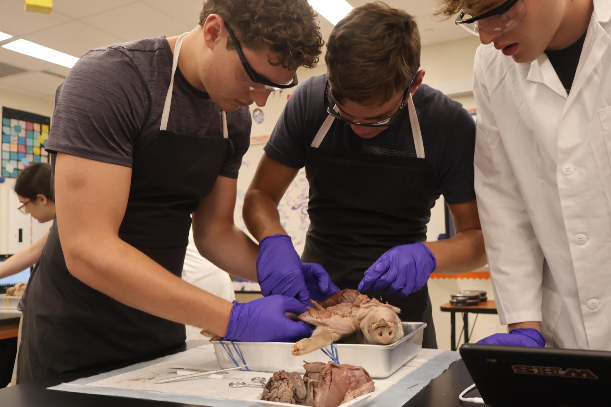Forensics Students Perform Fetal Pig Autopsies