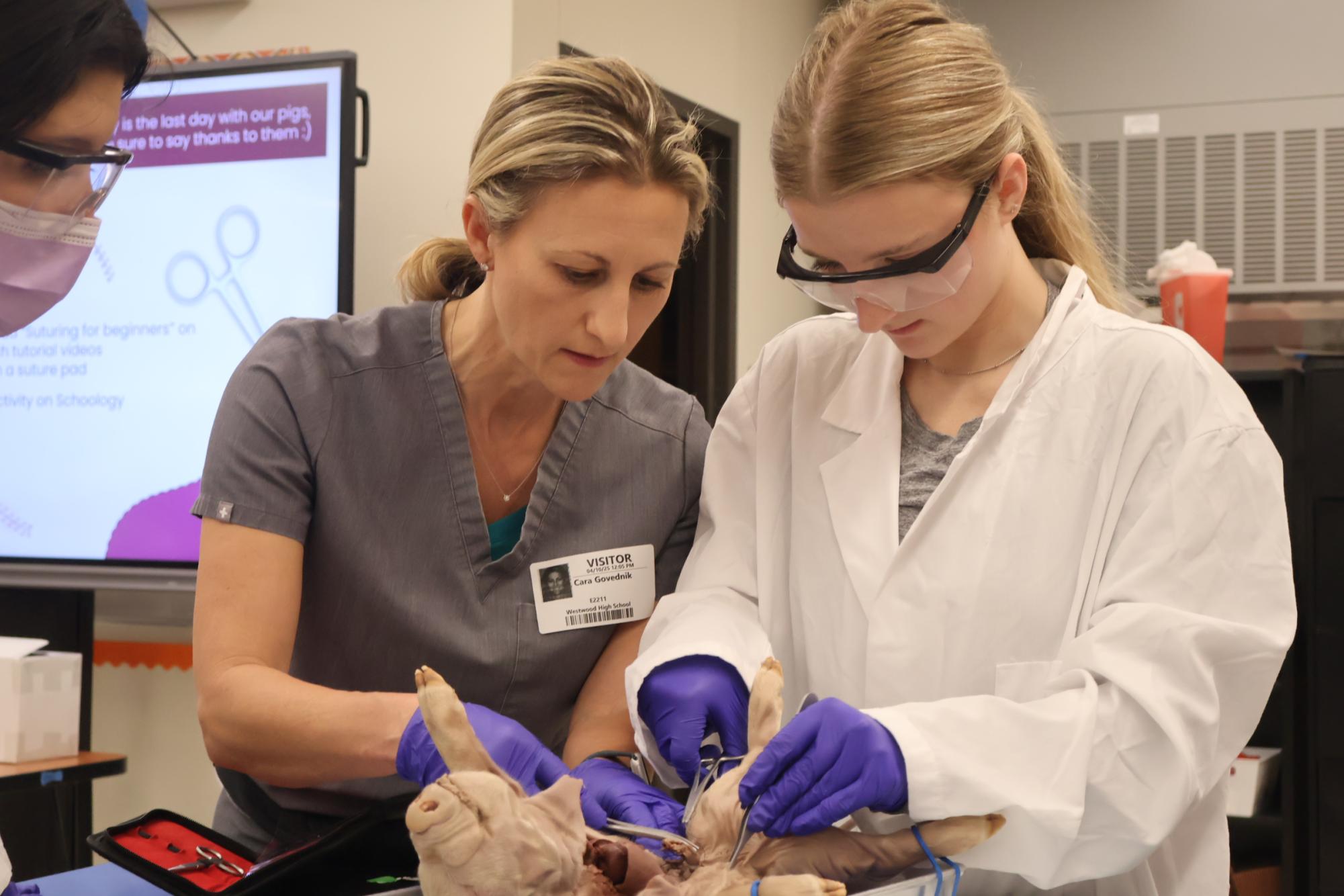 Forensics Students Perform Fetal Pig Autopsies