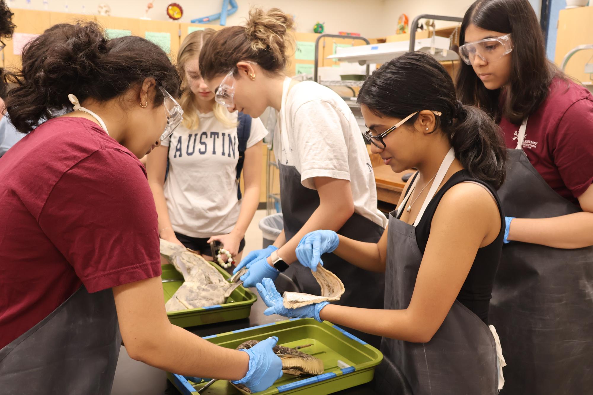 Anatomy & Dissection Club Finds Fetuses Within Shark Specimen