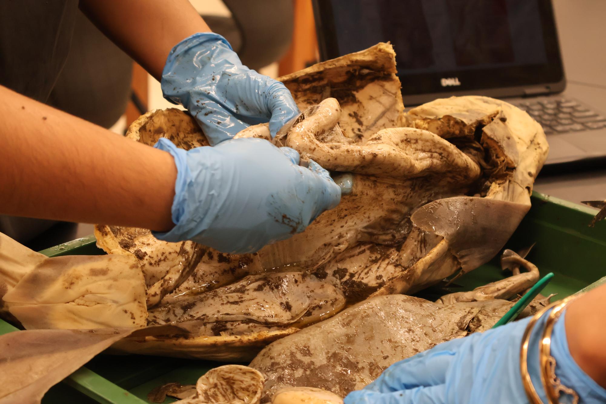 Anatomy & Dissection Club Finds Fetuses Within Shark Specimen