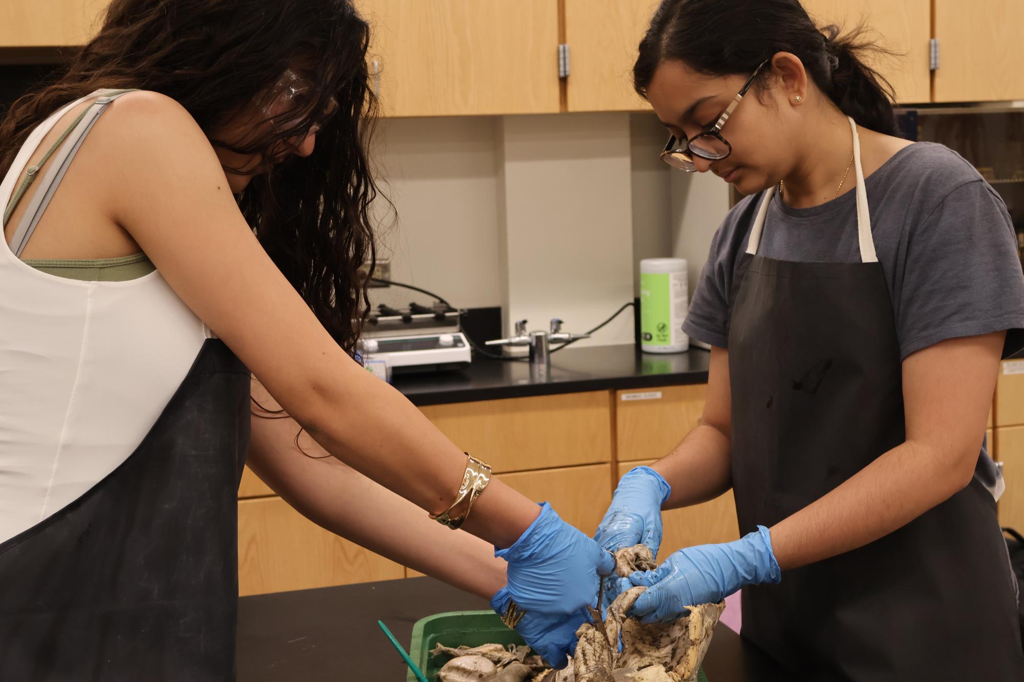 Anatomy & Dissection Club Finds Fetuses Within Shark Specimen
