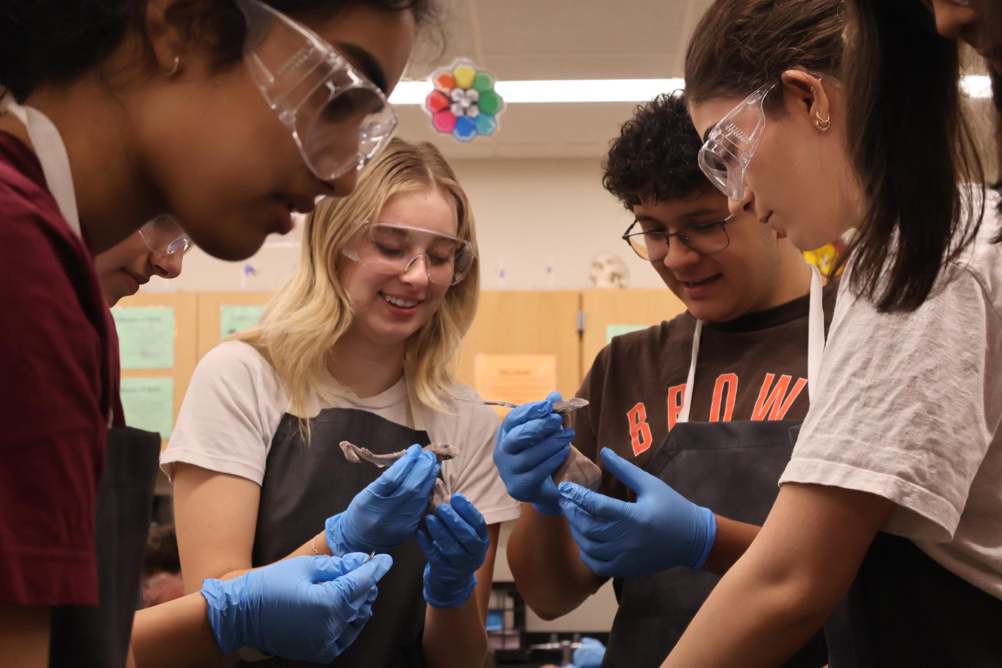Anatomy & Dissection Club Finds Fetuses Within Shark Specimen