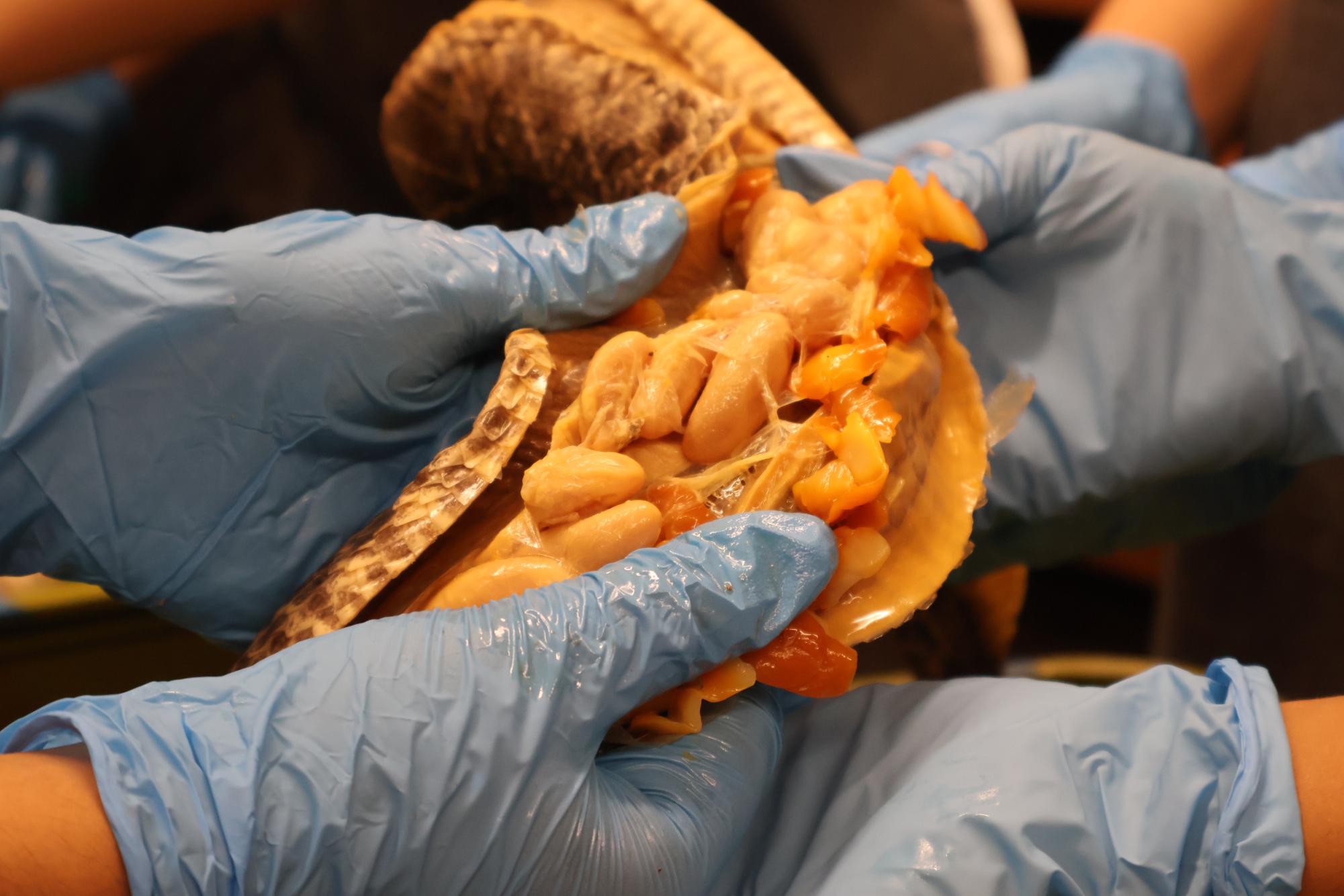 Anatomy & Dissection Club Finds Fetuses Within Shark Specimen