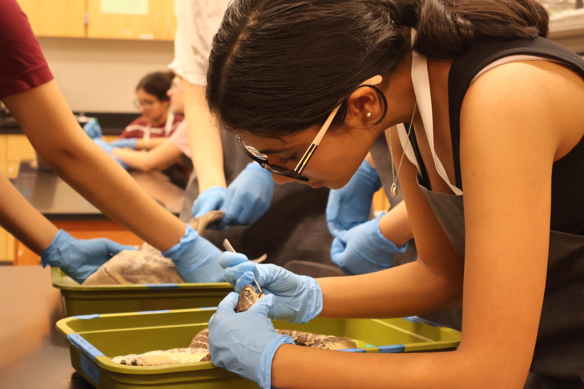 Anatomy & Dissection Club Finds Fetuses Within Shark Specimen