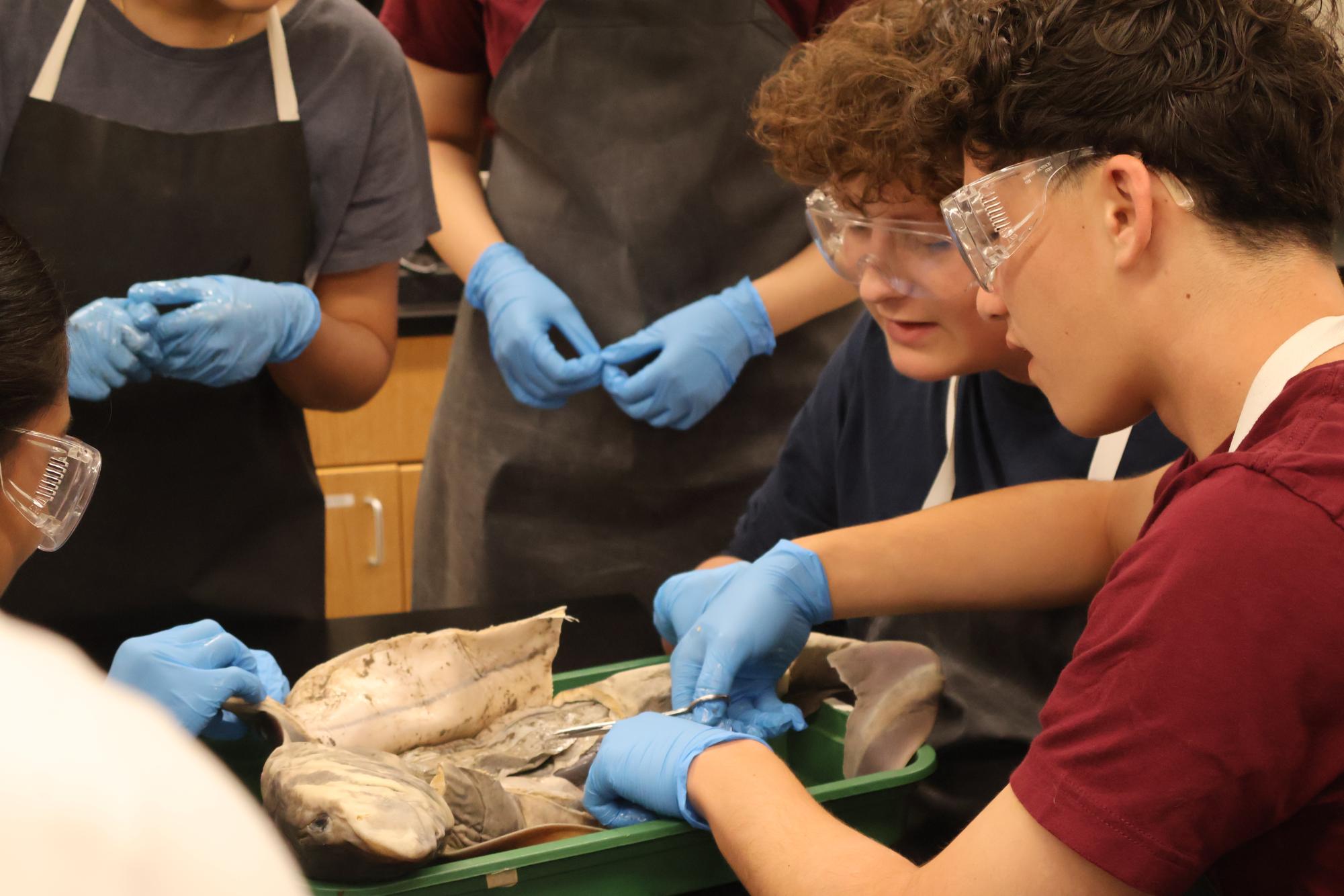 Anatomy & Dissection Club Finds Fetuses Within Shark Specimen