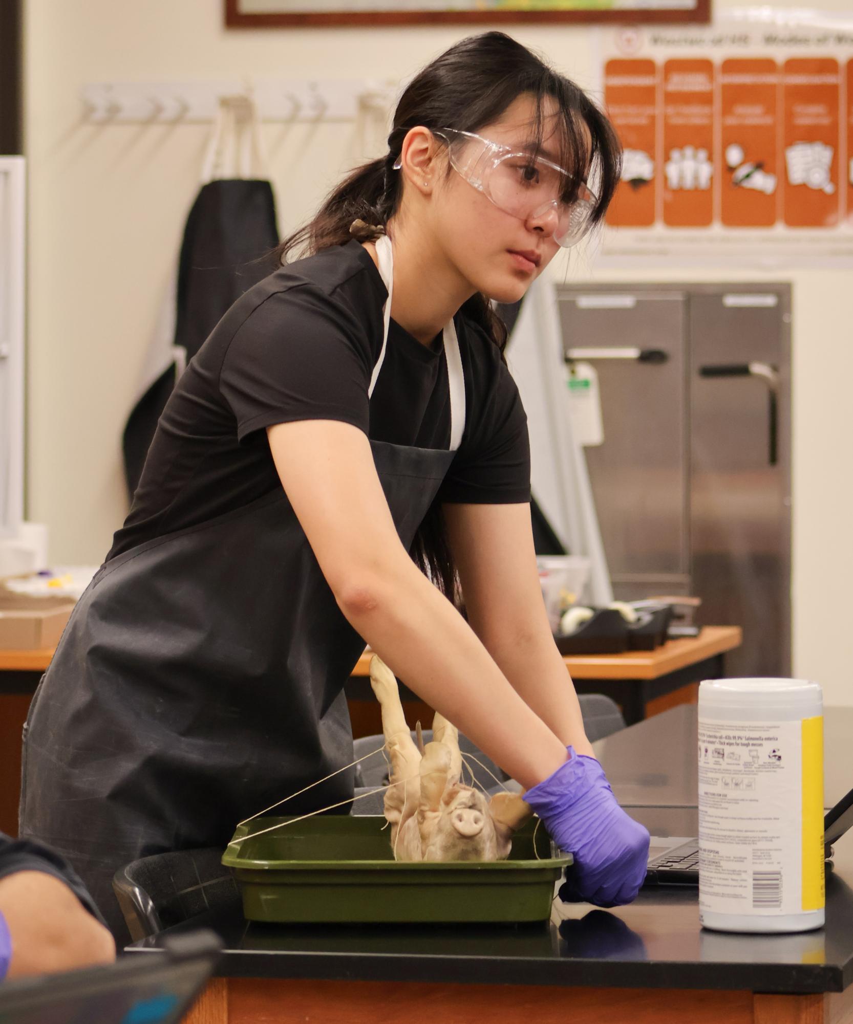 Anatomy & Dissection Club Uncovers Shark Eggs at Final Meeting of Semester