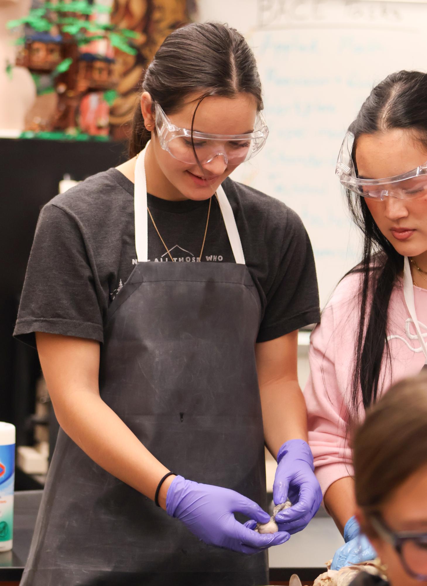 Anatomy & Dissection Club Uncovers Shark Eggs at Final Meeting of Semester