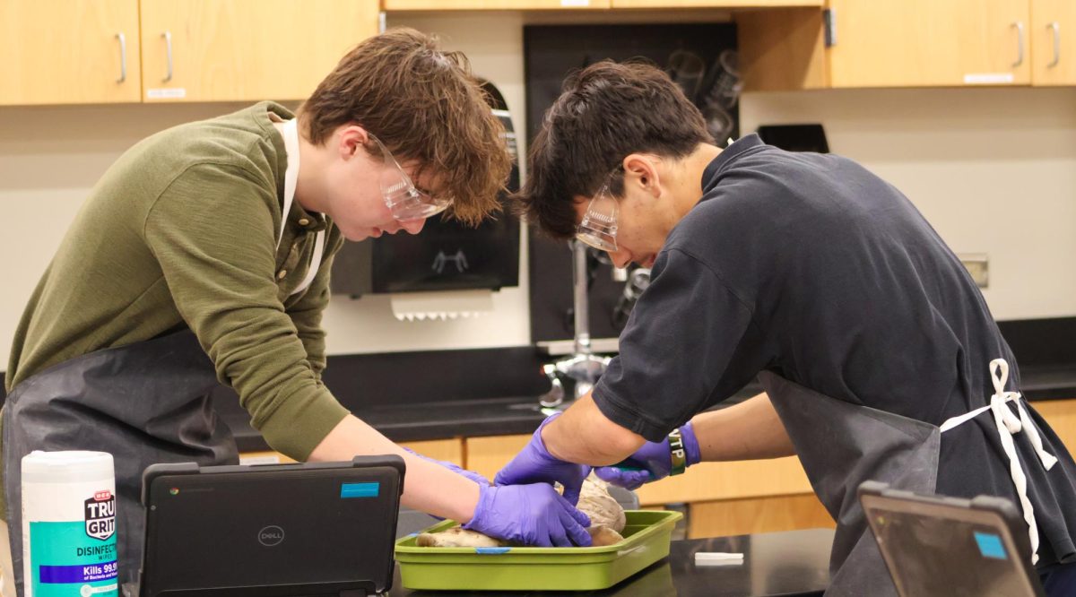 Huddled over their shark specimen, juniors Wyatt Townsend and Reece Cheng open up the inside of the shark. The pair discovered shark eggs inside their pregnant specimen, attracting the attention of fellow club members.