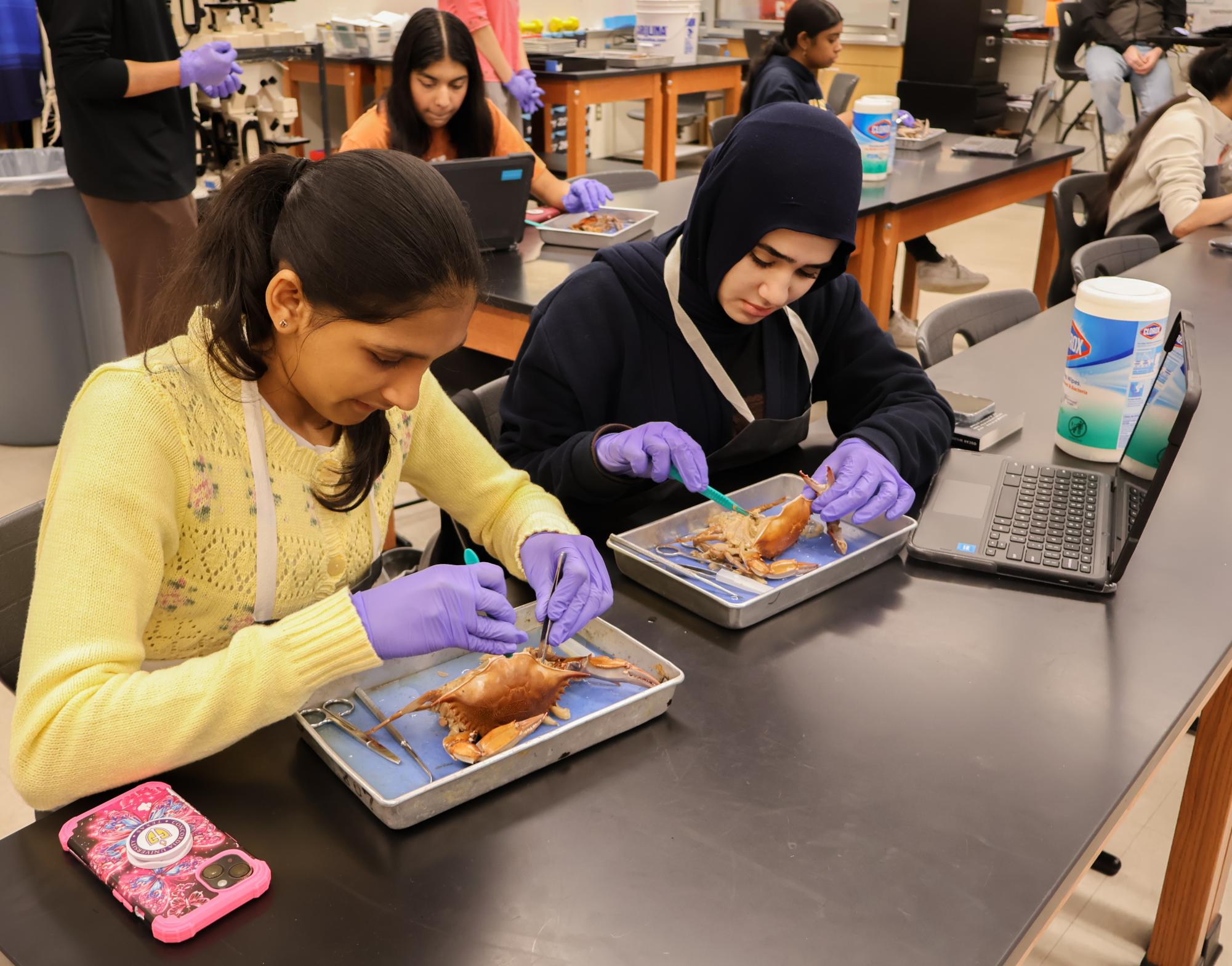 Cutting with intense concentration, freshmen Aarna Kruthiventi and Safiye Ozgen maneuver through the internal parts of the blue crab. Anatomy & Dissection Club hosted their third meeting of the calendar year on Friday, March 13. 