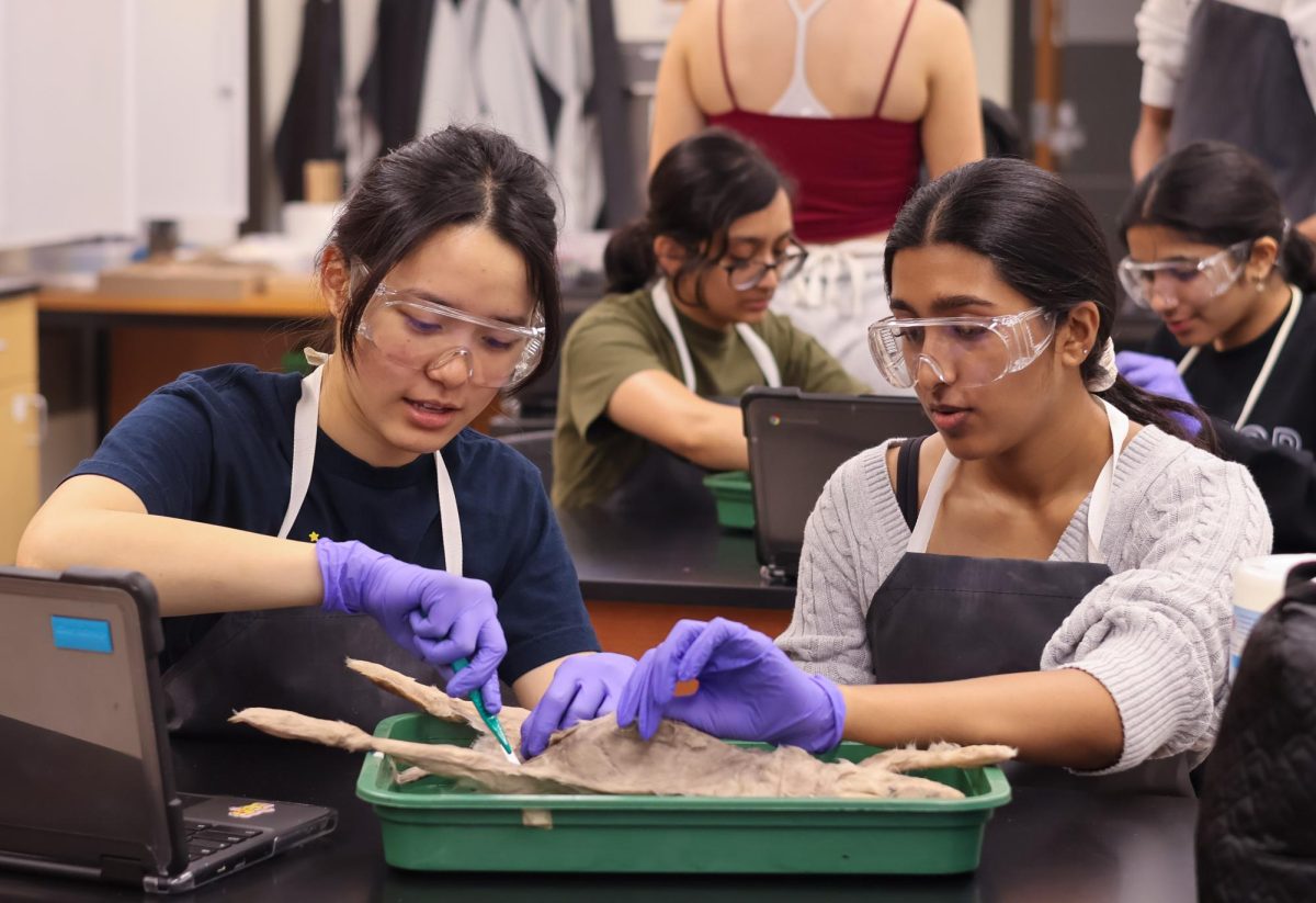 Skinning the rabbit of its fur, Megan Luo '27 stabilizes the rabbit as her partner Shreya Chejara '27 holds it open. Luo and Chejara attend every dissection as partners due to their shared interest in biomedical sciences.